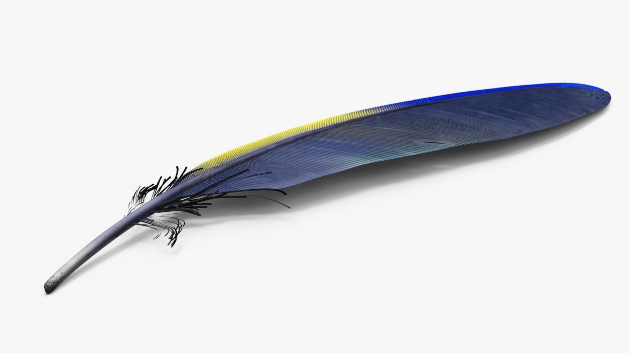 3D Amazon Parrot Feather 2 model