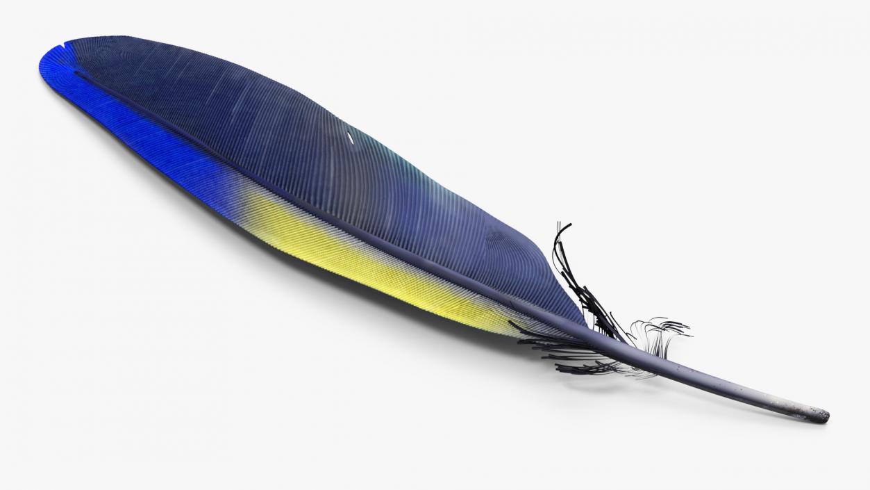 3D Amazon Parrot Feather 2 model