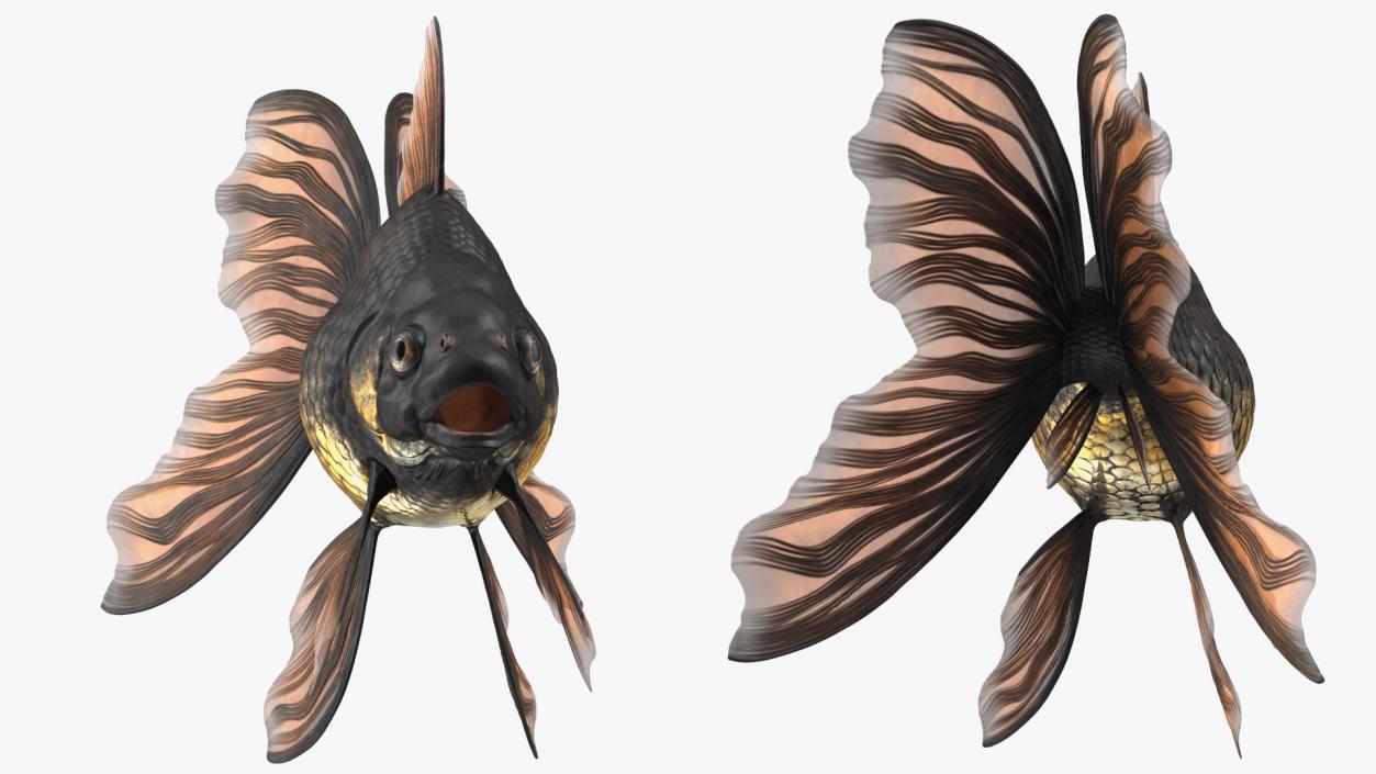 Black Moor Goldfish 3D model