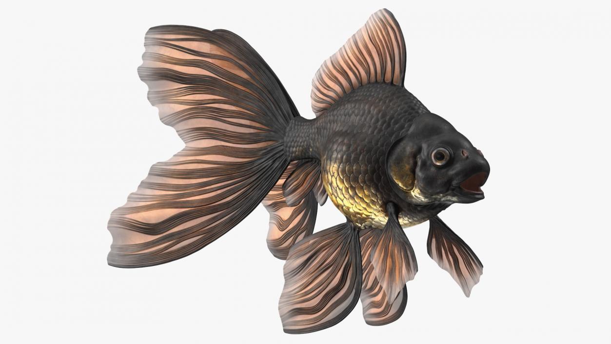 Black Moor Goldfish 3D model