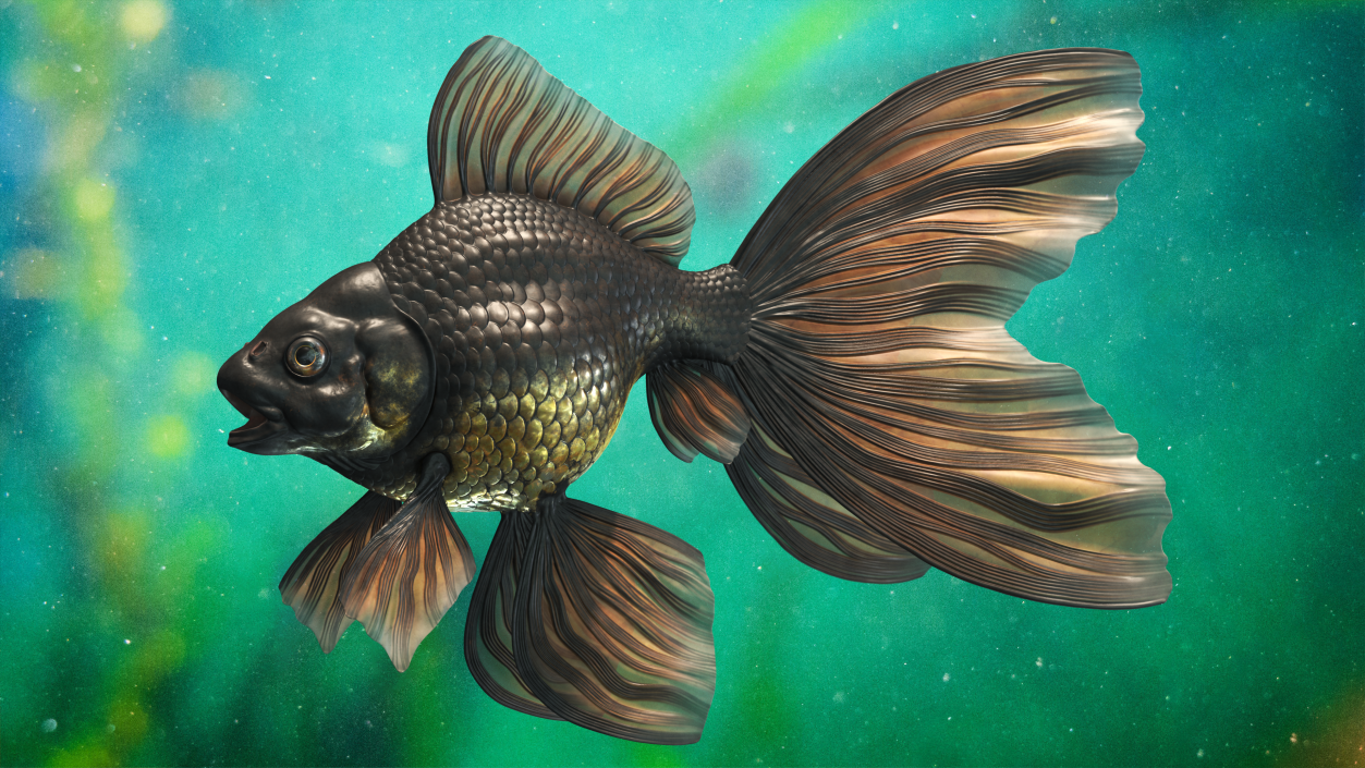 Black Moor Goldfish 3D model