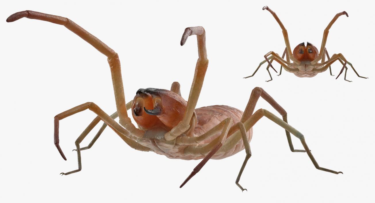 3D model Wind Scorpion Spider