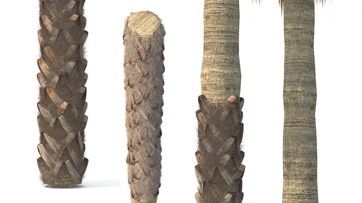 3D Palms Collection 3 model