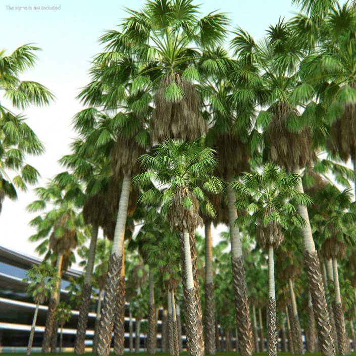 3D Palms Collection 3 model