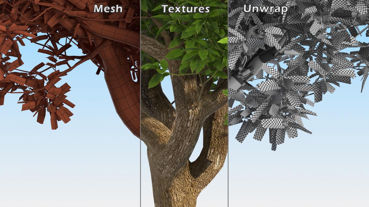 3D model Green Pistachio Tree