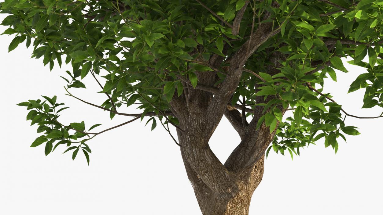 3D model Green Pistachio Tree