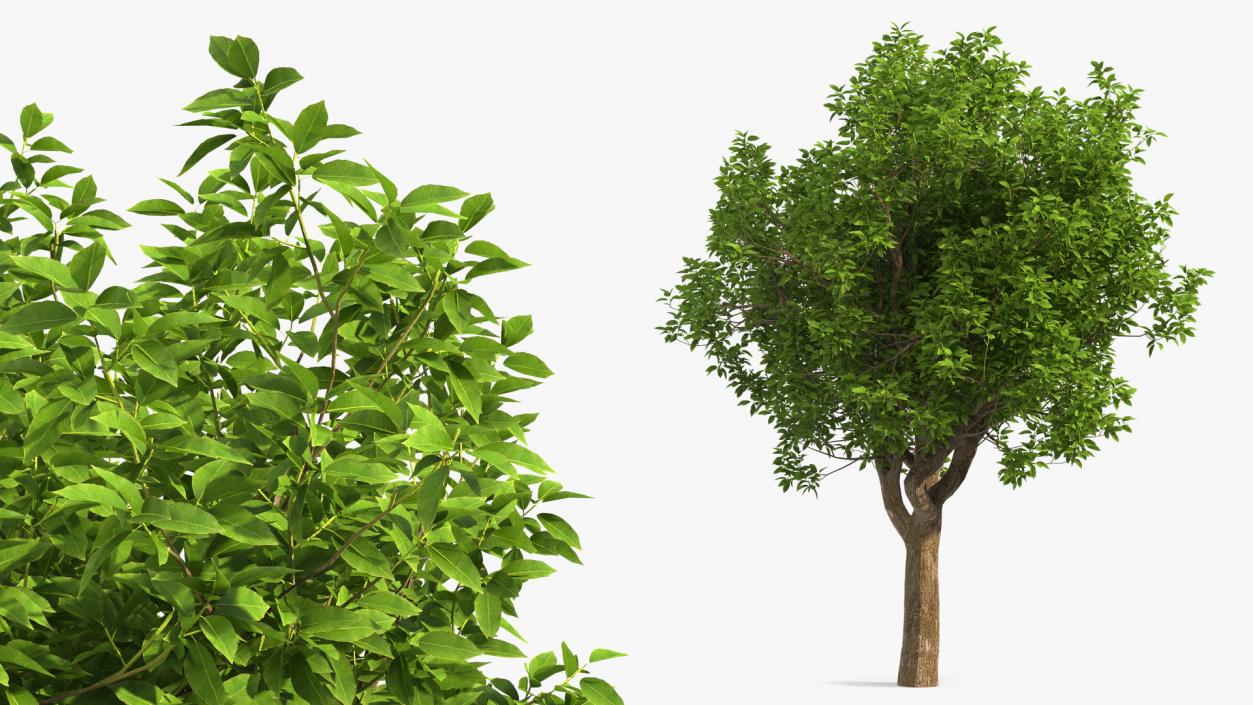 3D model Green Pistachio Tree