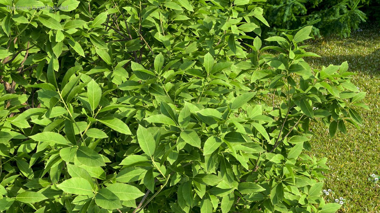 3D model Green Pistachio Tree