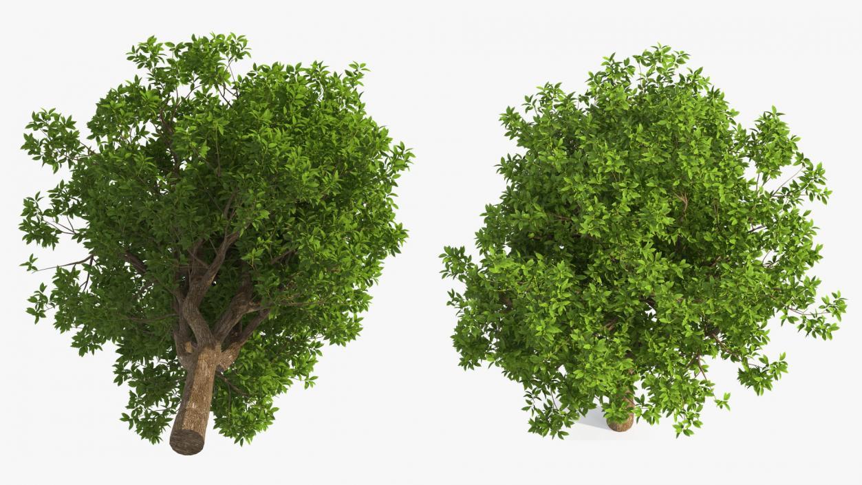 3D model Green Pistachio Tree