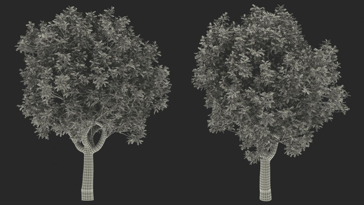 3D model Green Pistachio Tree