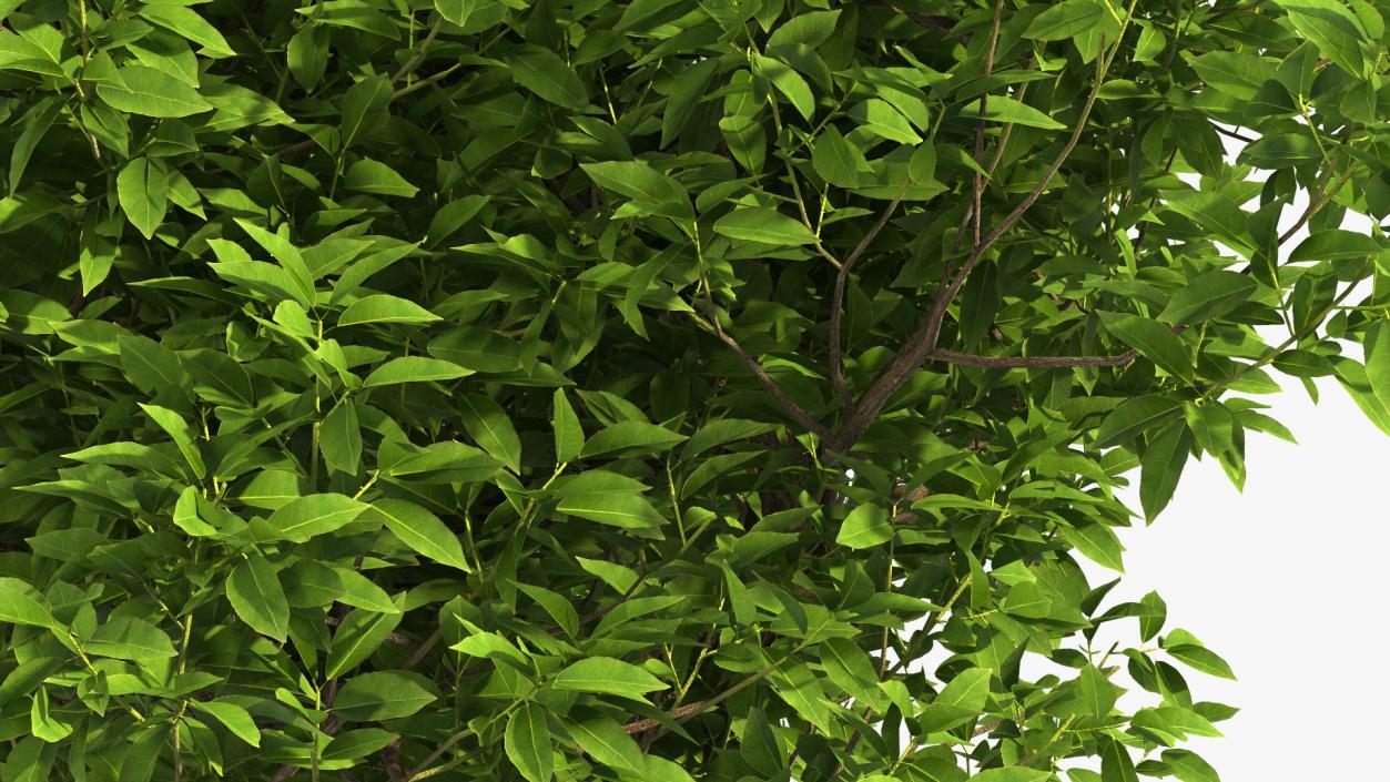 3D model Green Pistachio Tree