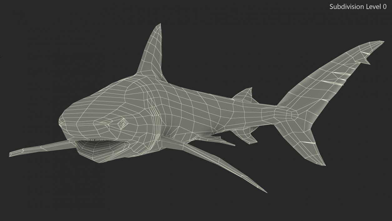 Carcharhinus Obscurus Shark 3D