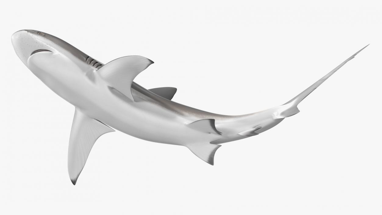 Carcharhinus Obscurus Shark 3D