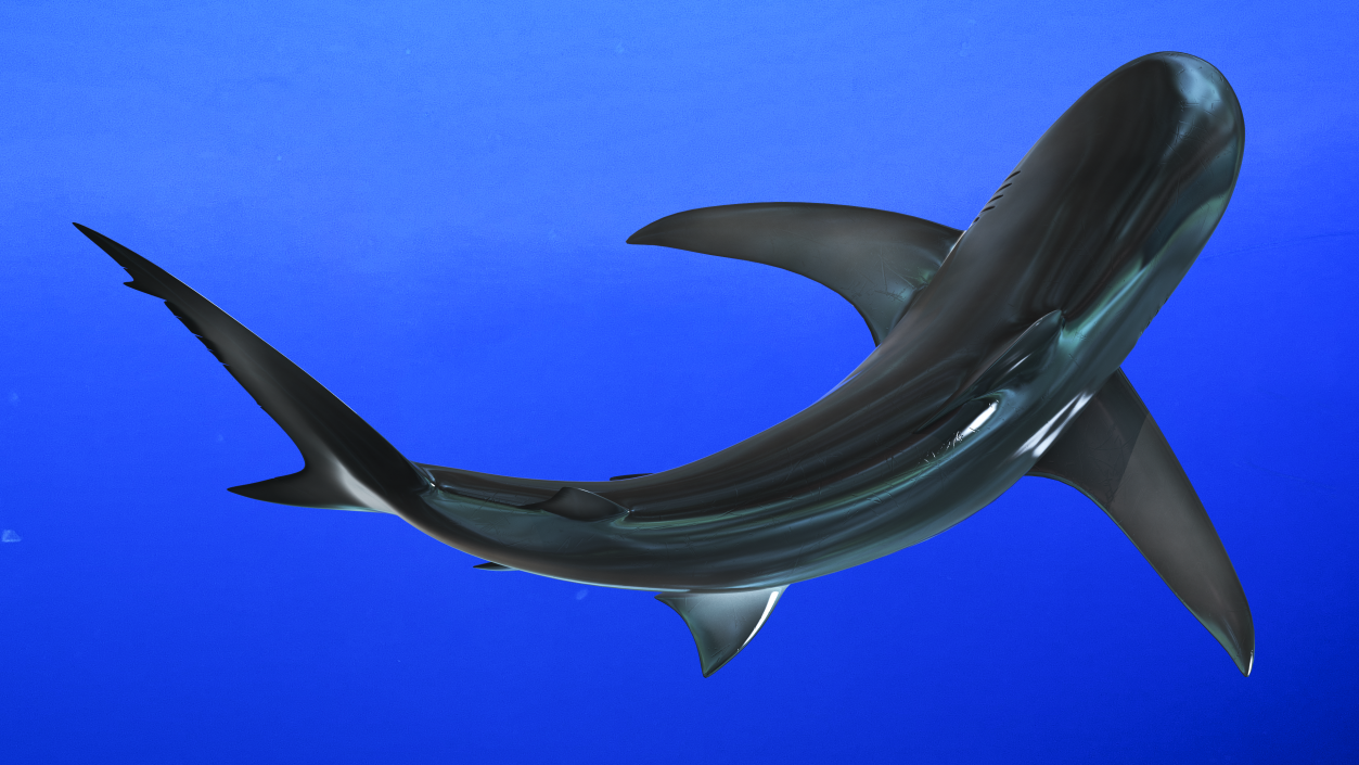 Carcharhinus Obscurus Shark 3D