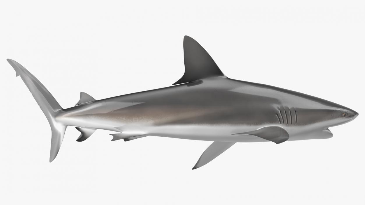 Carcharhinus Obscurus Shark 3D