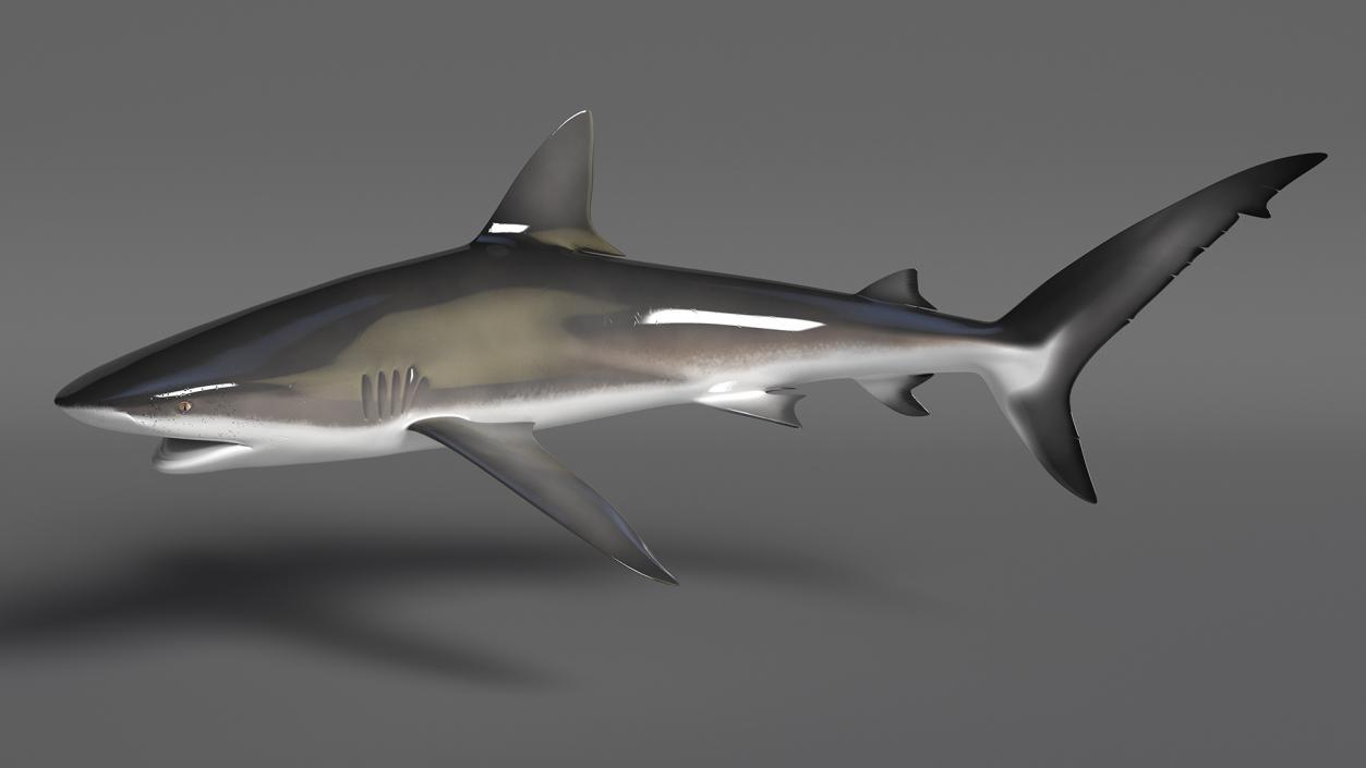 Carcharhinus Obscurus Shark 3D