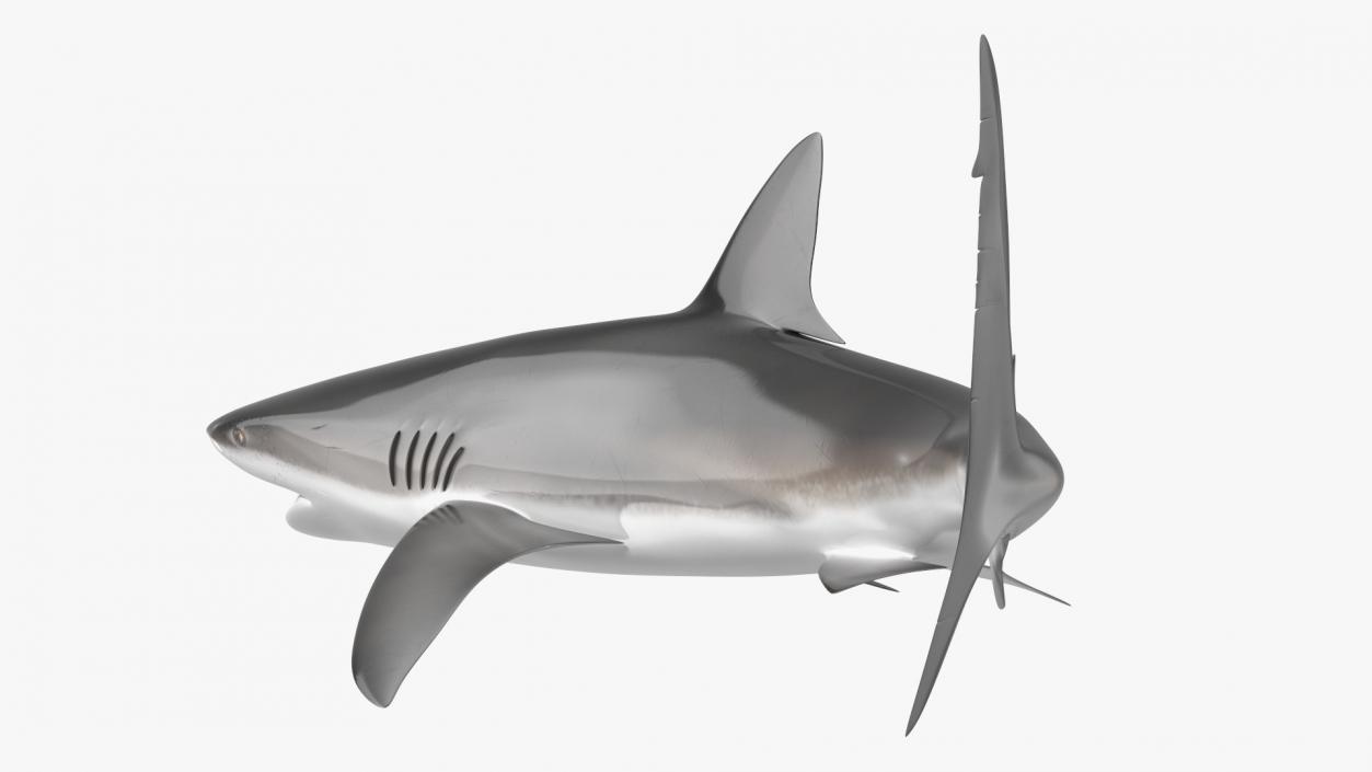 Carcharhinus Obscurus Shark 3D