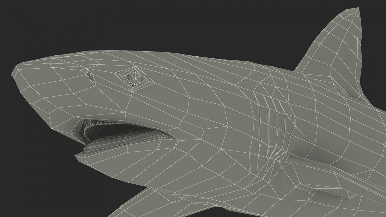 Carcharhinus Obscurus Shark 3D