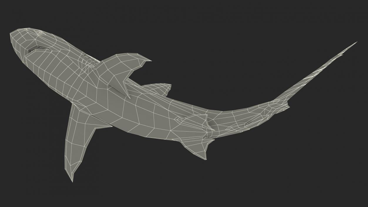 Carcharhinus Obscurus Shark 3D