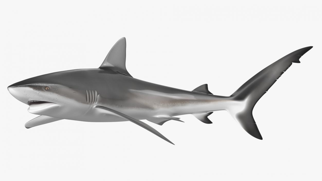 Carcharhinus Obscurus Shark 3D