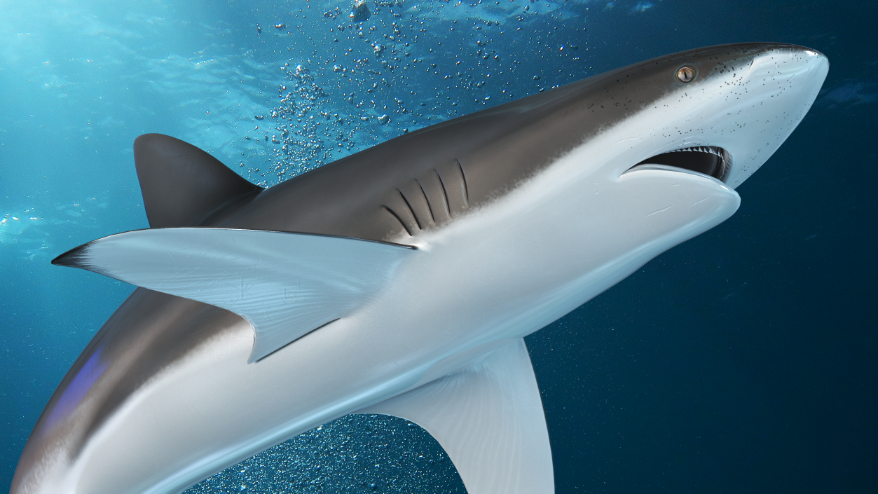 Carcharhinus Obscurus Shark 3D