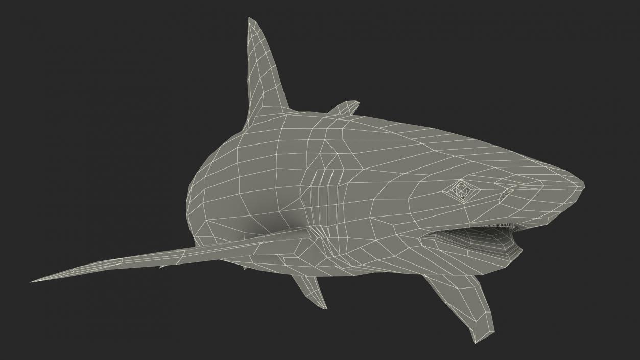 Carcharhinus Obscurus Shark 3D