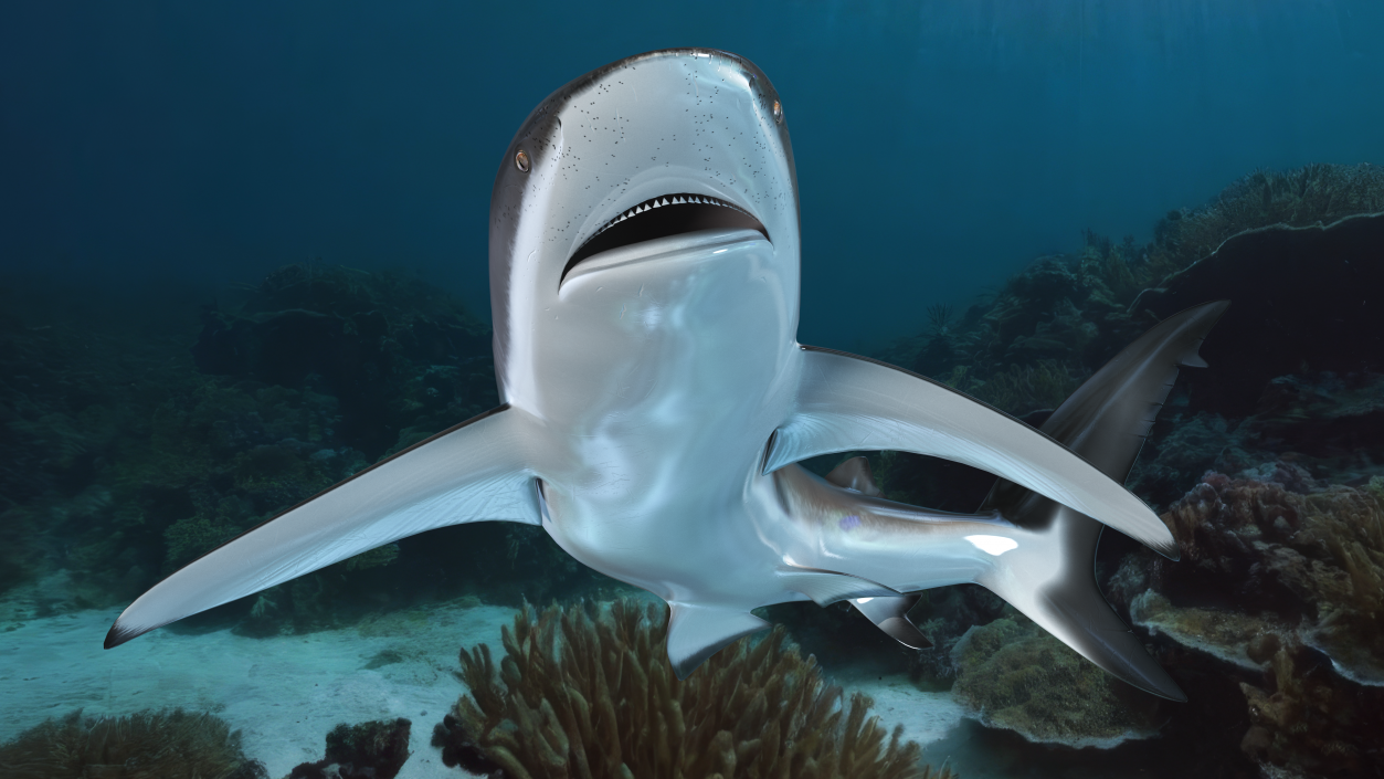 Carcharhinus Obscurus Shark 3D