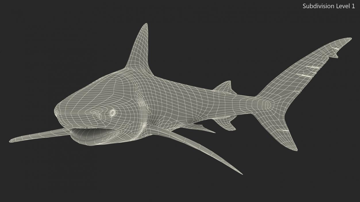 Carcharhinus Obscurus Shark 3D