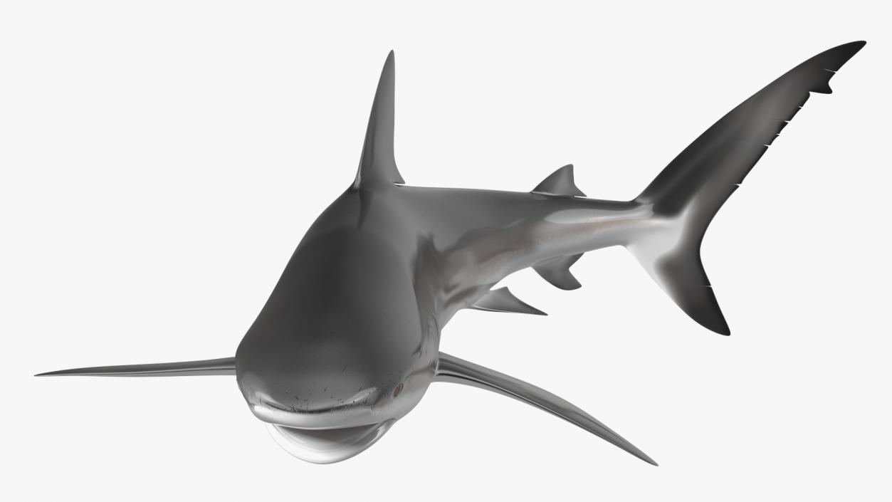 Carcharhinus Obscurus Shark 3D