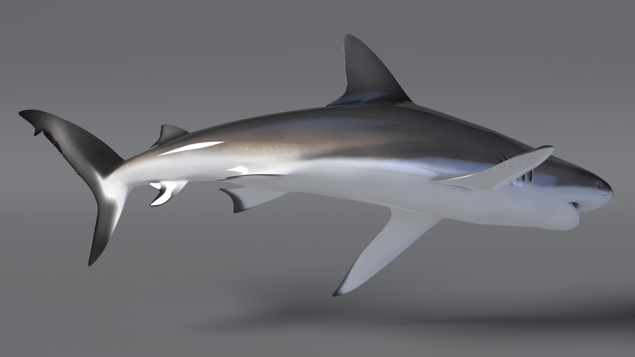 Carcharhinus Obscurus Shark 3D