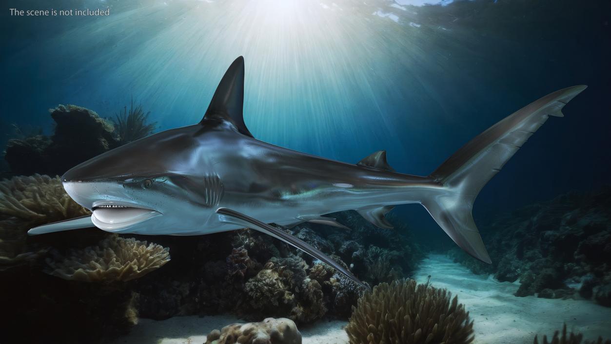 Carcharhinus Obscurus Shark 3D