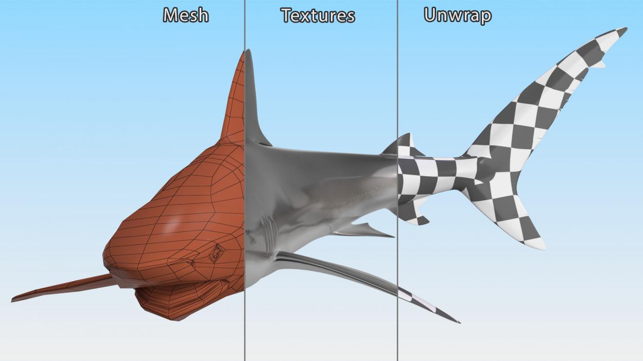 Carcharhinus Obscurus Shark 3D