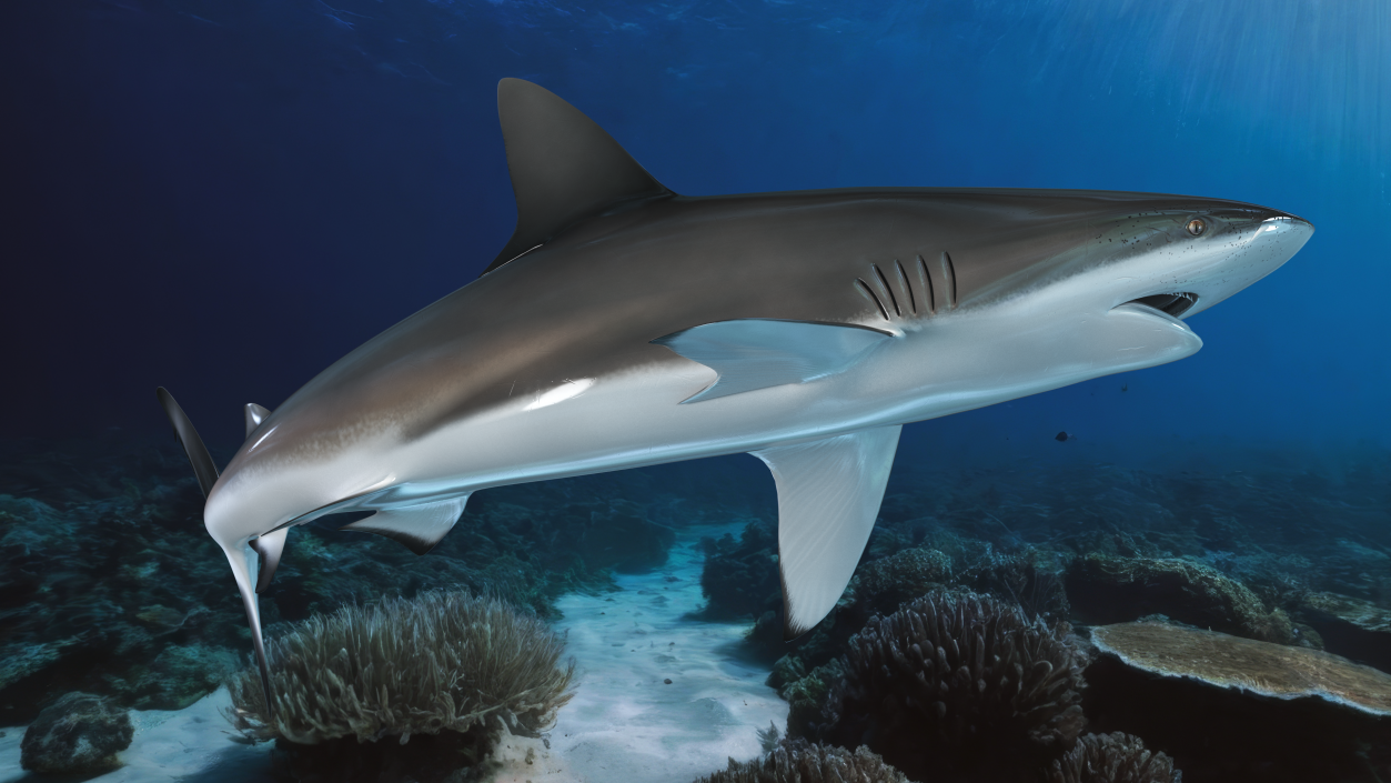 Carcharhinus Obscurus Shark 3D