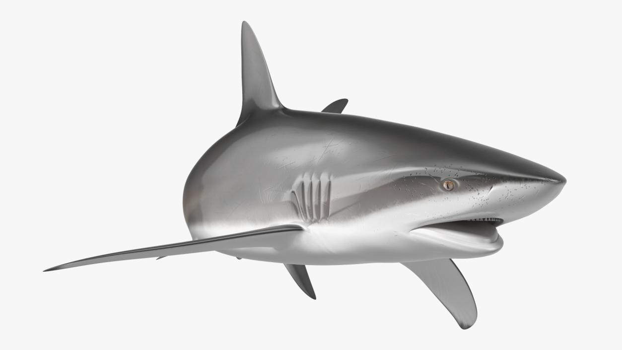 Carcharhinus Obscurus Shark 3D