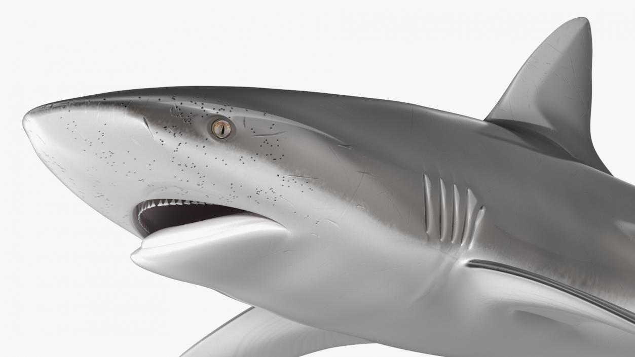 Carcharhinus Obscurus Shark 3D