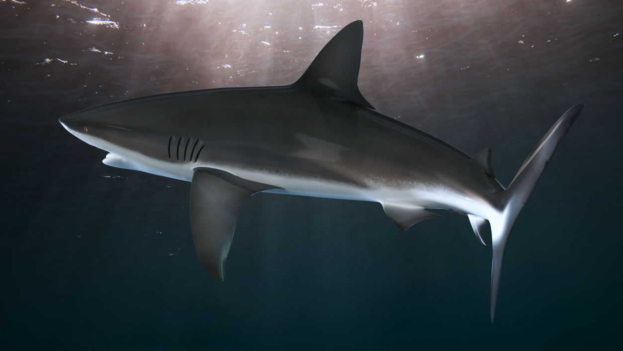 Carcharhinus Obscurus Shark 3D