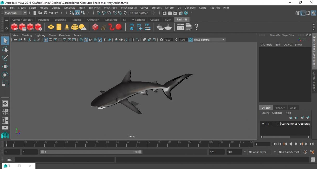 Carcharhinus Obscurus Shark 3D