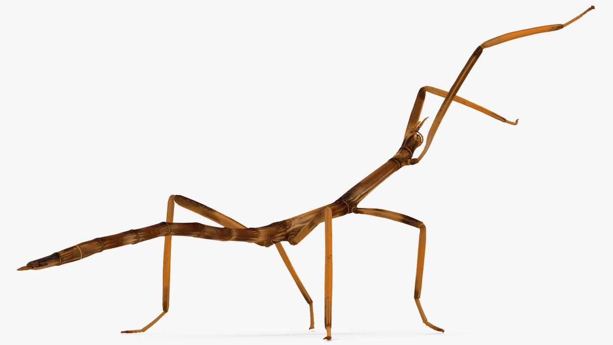 3D model Stick Insect Brown Attack Pose