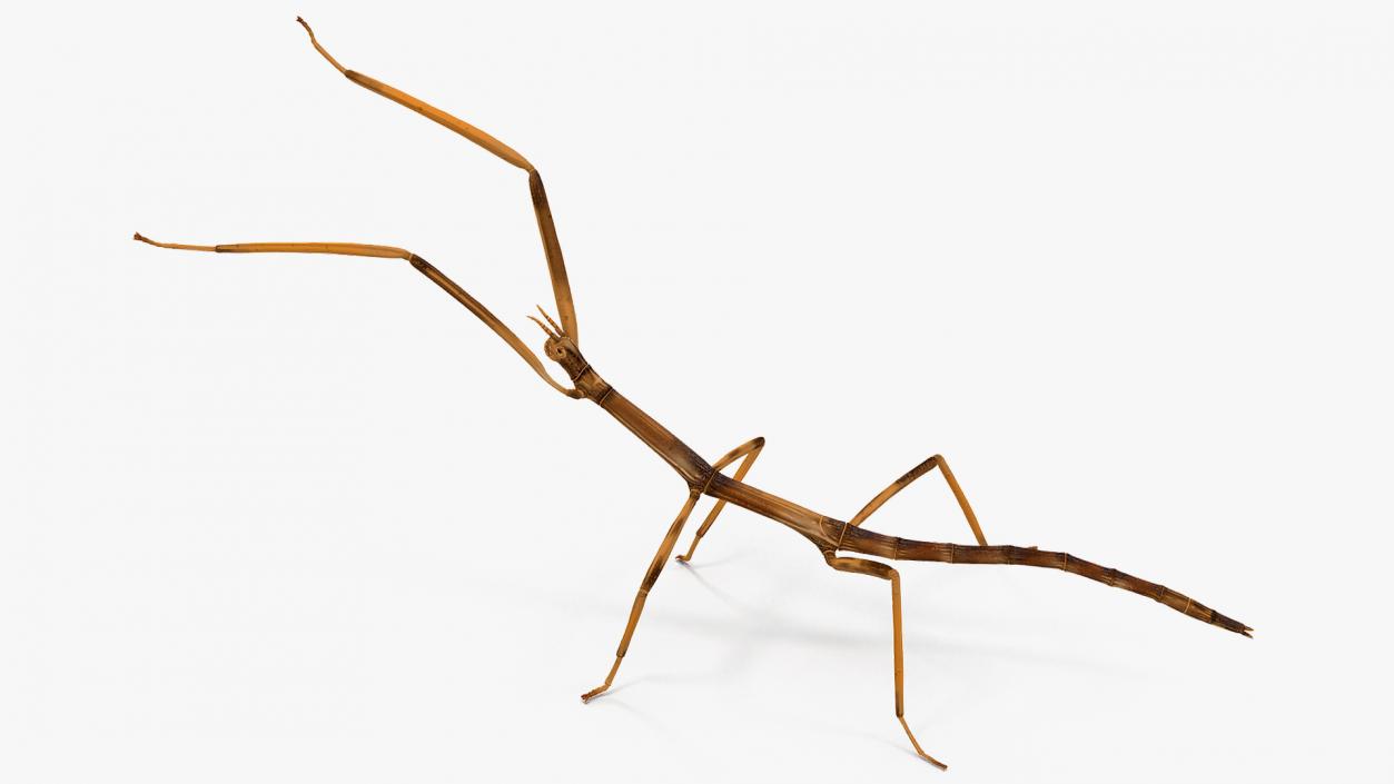 3D model Stick Insect Brown Attack Pose