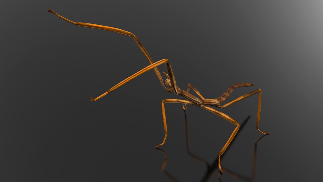 3D model Stick Insect Brown Attack Pose