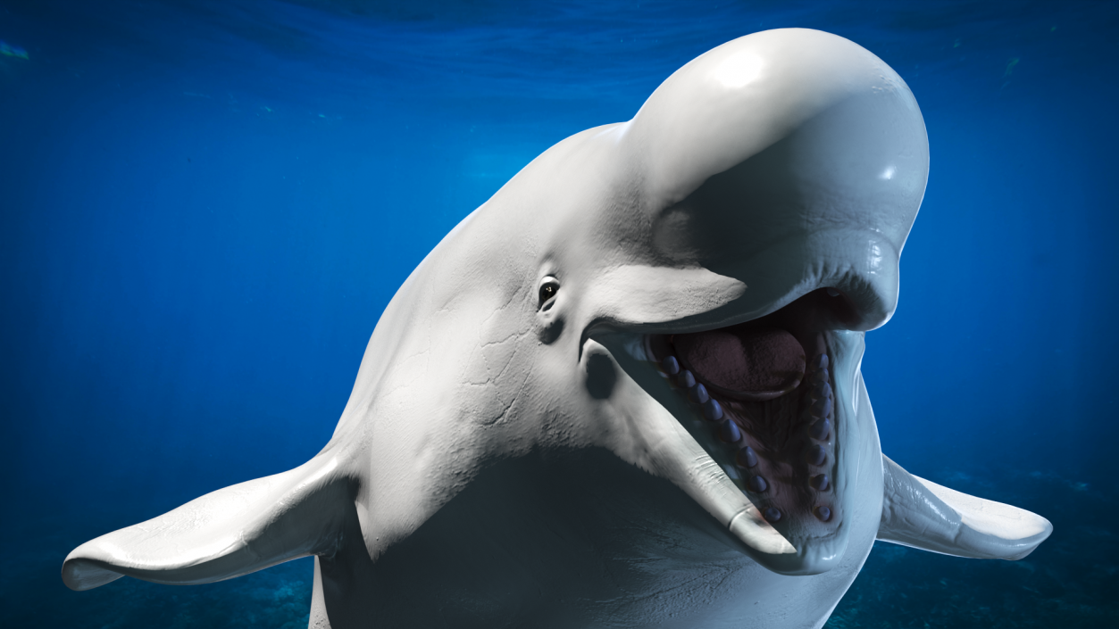 3D Beluga Whale Adult model