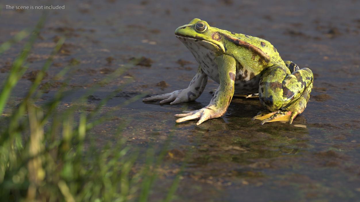 Frog Sitting Pose 3D