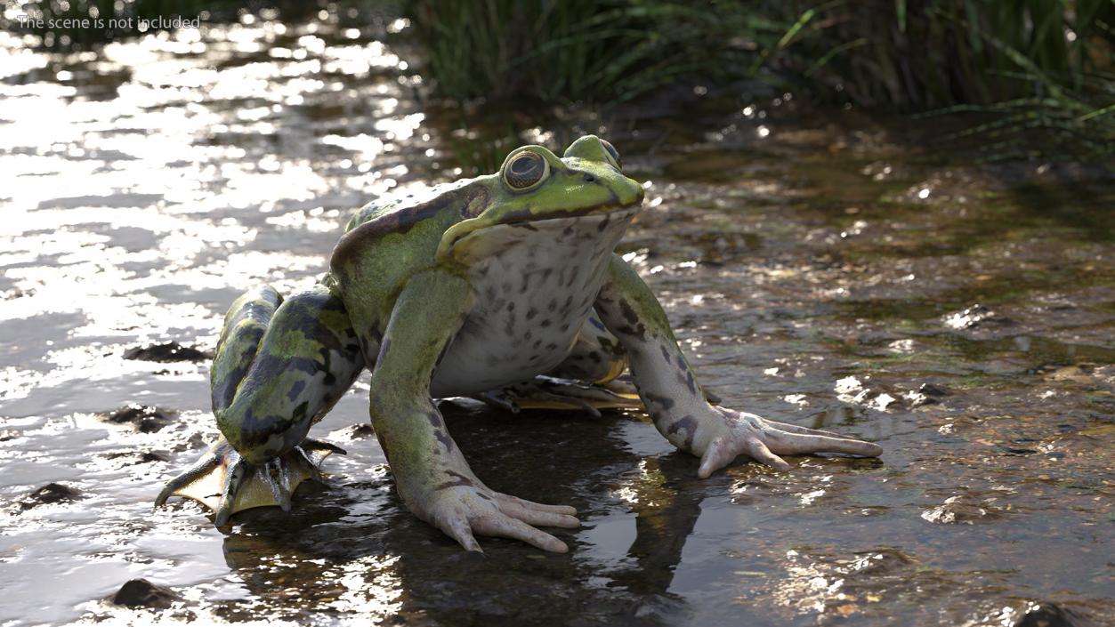 Frog Sitting Pose 3D