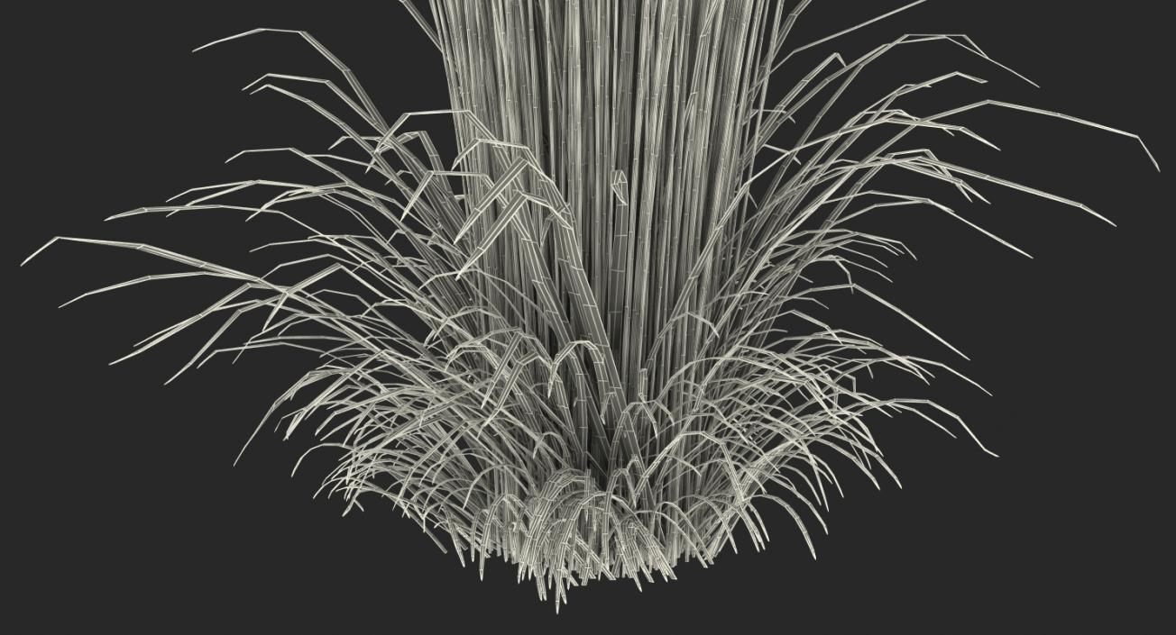 3D model Decorative Grass Karl Foerster