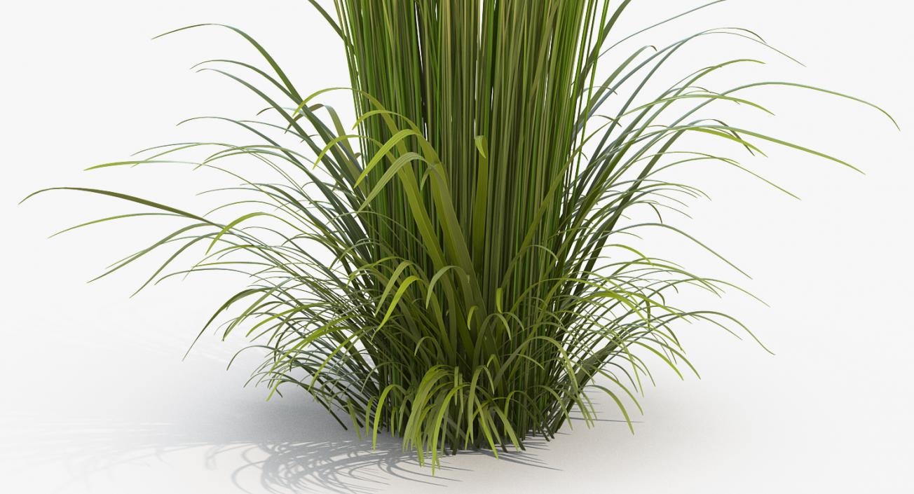 3D model Decorative Grass Karl Foerster