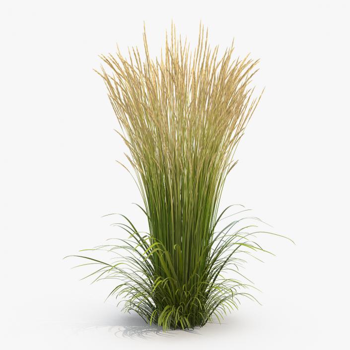 3D model Decorative Grass Karl Foerster