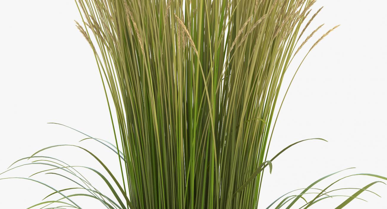 3D model Decorative Grass Karl Foerster