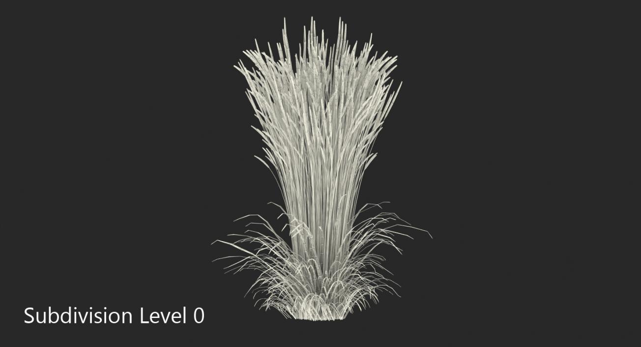 3D model Decorative Grass Karl Foerster