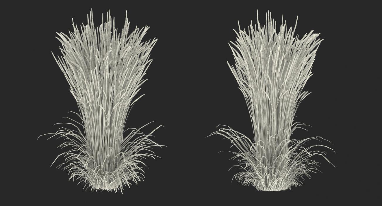 3D model Decorative Grass Karl Foerster