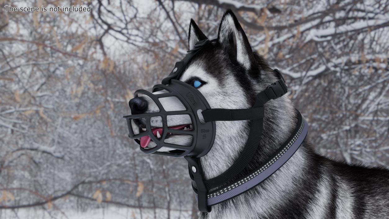 3D Husky in a Muzzle Baskerville Fur model